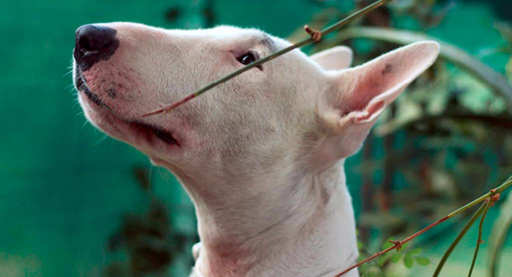 Bull Terrier Head