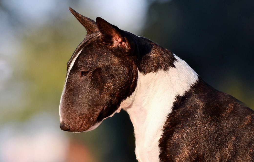 Bull Terrier Kennels