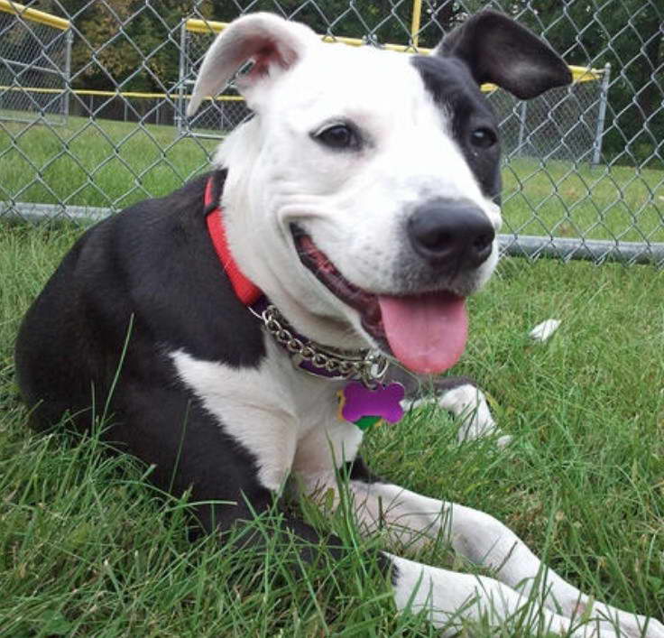 Bull Terrier Lab Mix Puppies