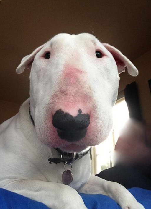 Bull Terrier Nose