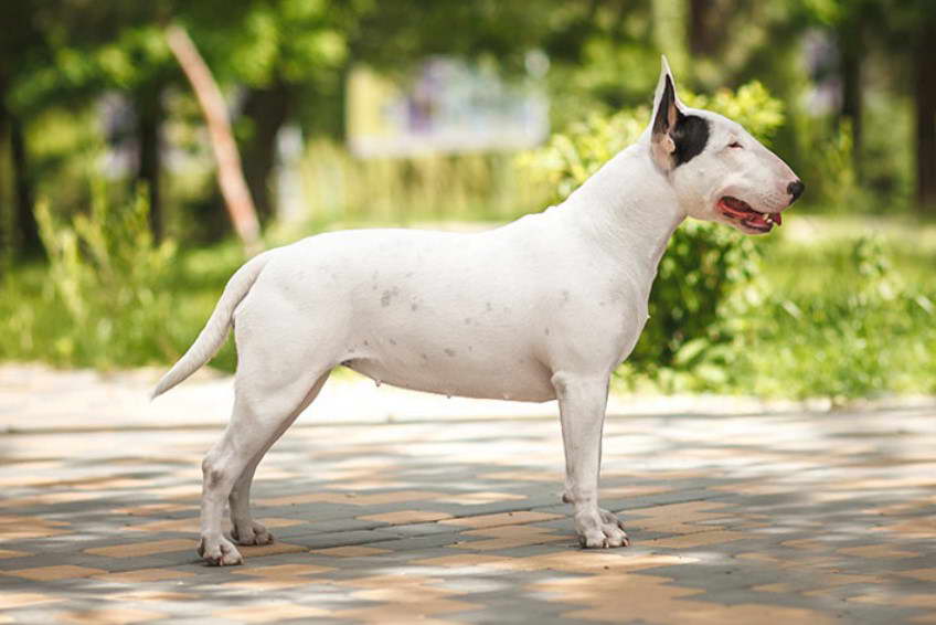 Bull Terrier Photos