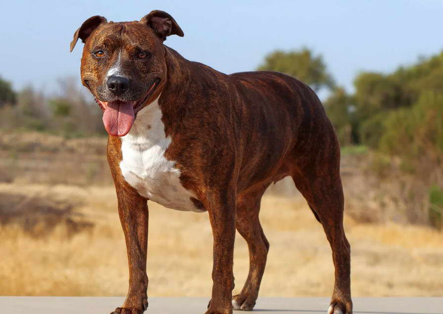 Bull Terrier Pitbull Mix Puppies