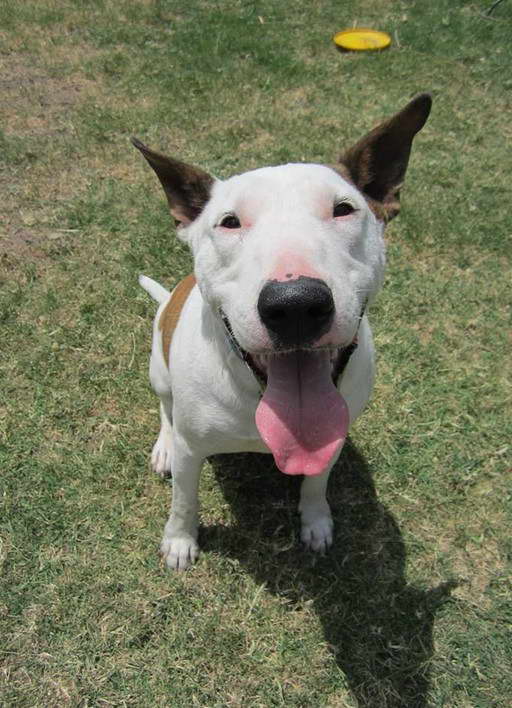 Bull Terrier Rescue Ohio