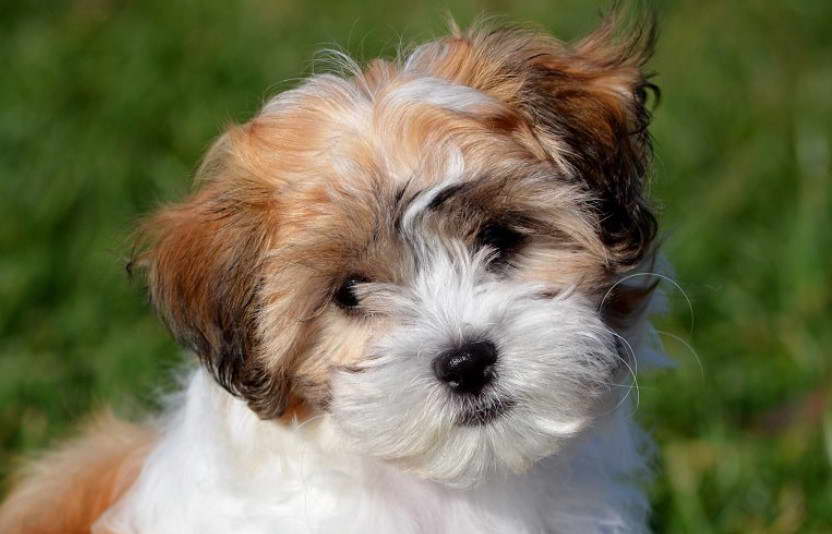 Bull Terrier Shih Tzu Mix