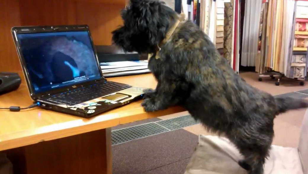 Cairn Terrier Barking