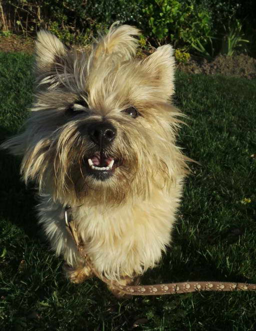 Cairn Terrier Beagle Mix