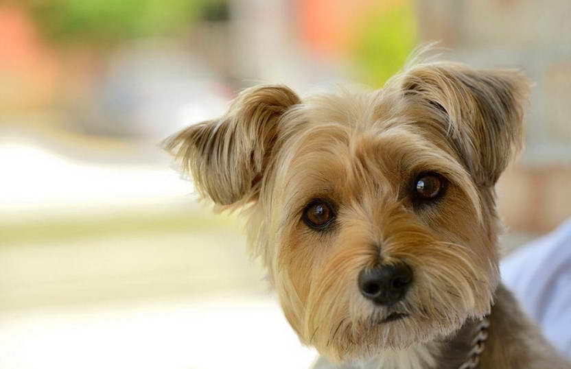 Cairn Terrier Border Terrier Mix