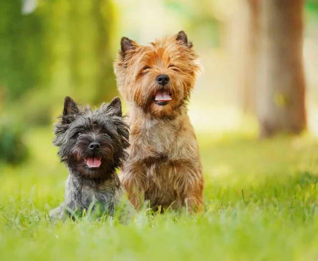 Cairn Terrier Breeders California