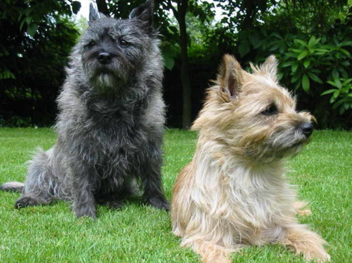 Cairn Terrier Breeders Florida