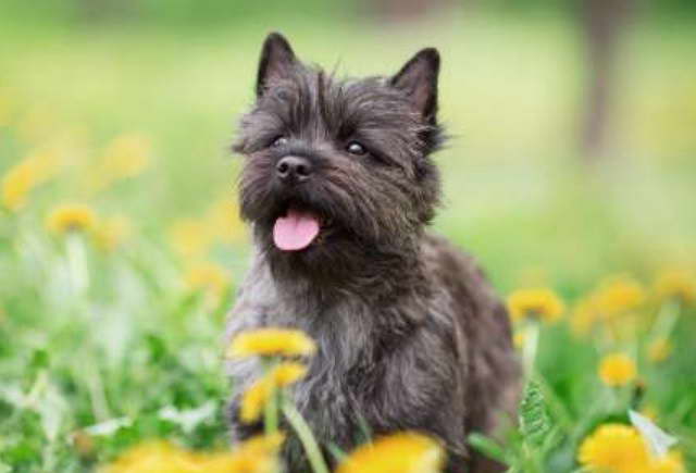 Cairn Terrier Breeders Michigan