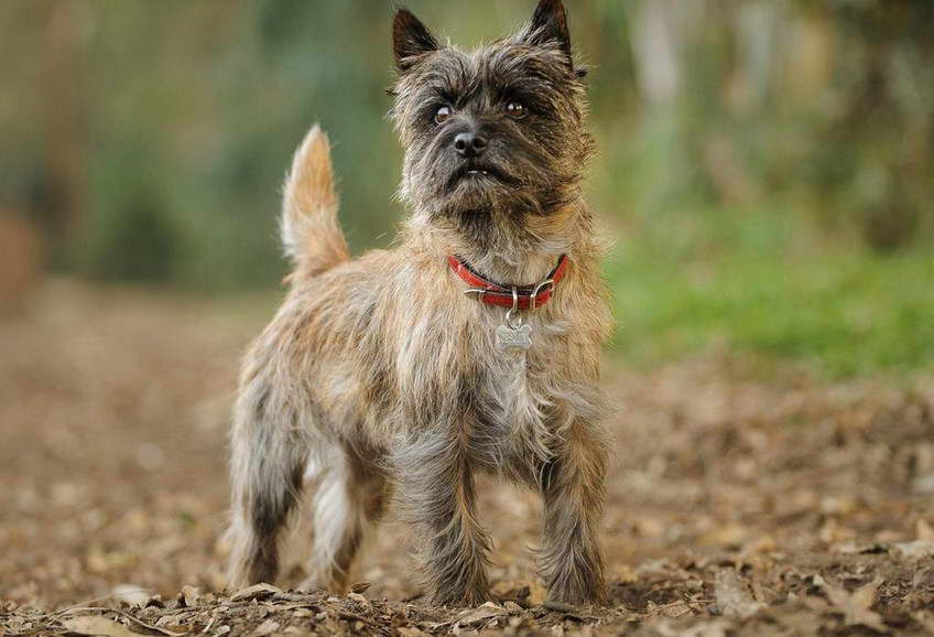 Cairn Terrier Breeders NY