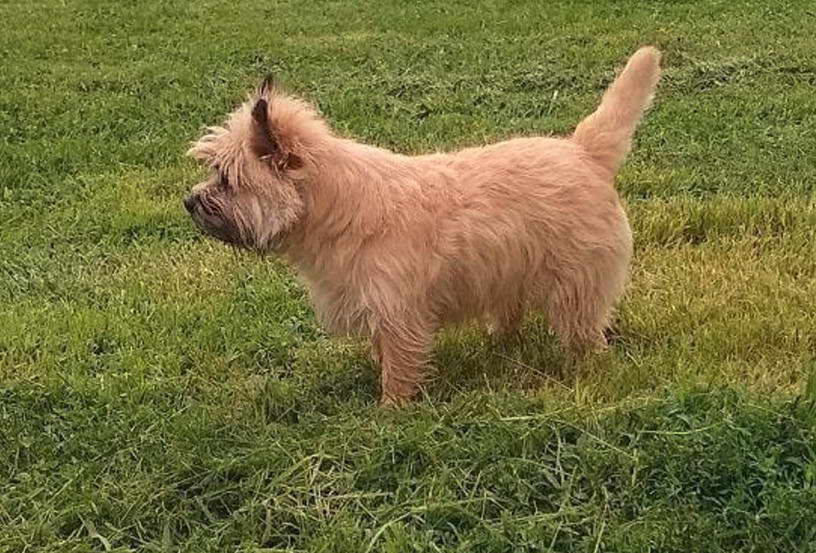 Cairn Terrier Colorado