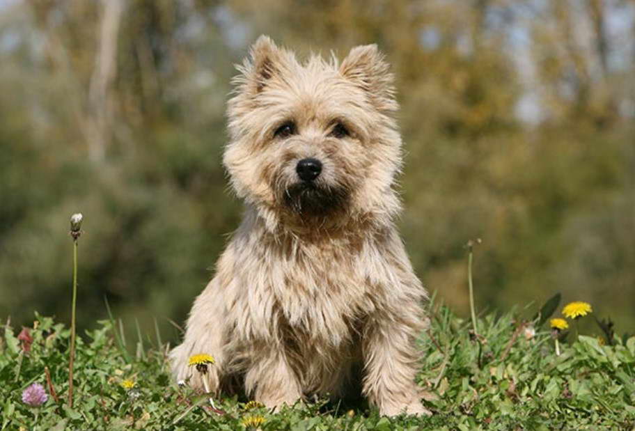 Cairn Terrier Norwich Terrier