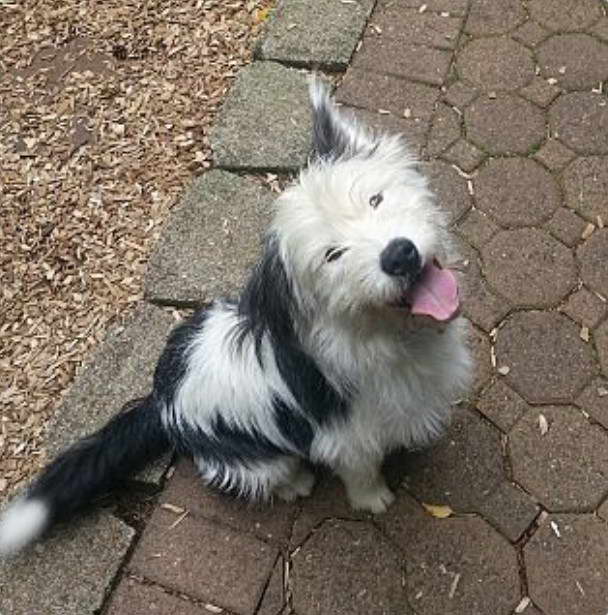 Cairn Terrier Oregon