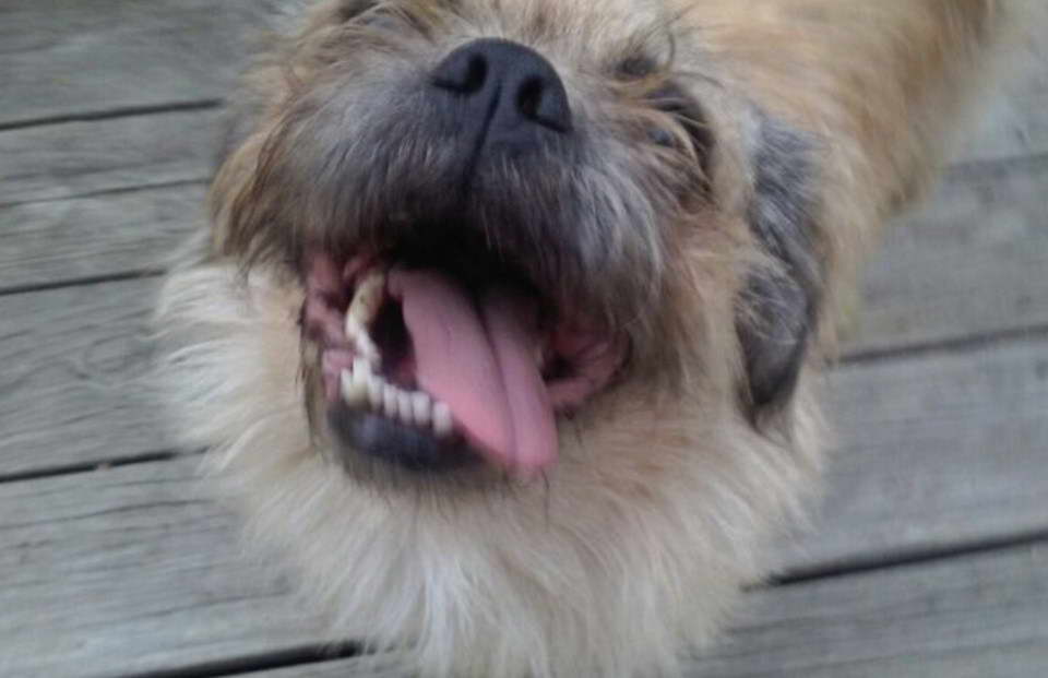 Cairn Terrier Pug Mix