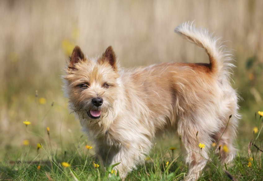 Cairn Terrier Rescue Illinois