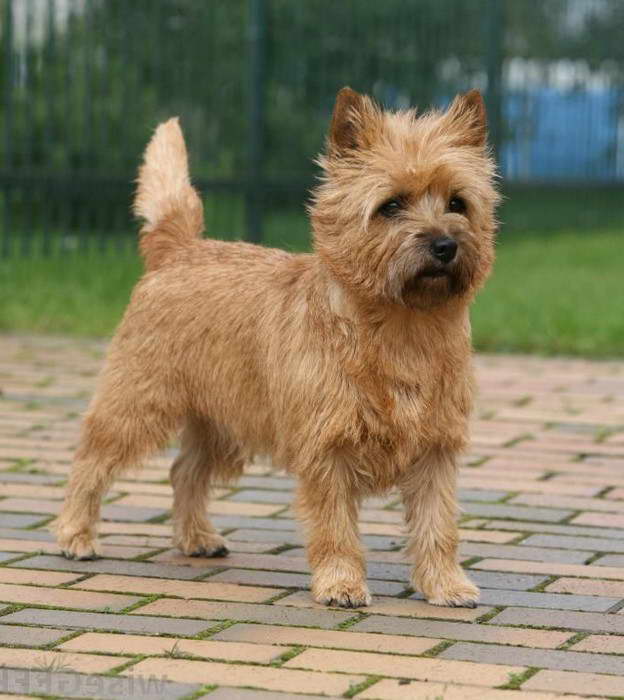 Cairn Terrier Rescue NC