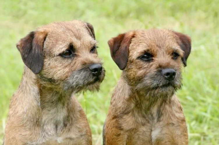 Calmest Terrier Breed