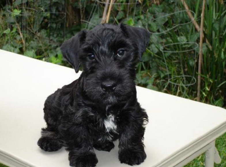 Cesky Terrier Puppy