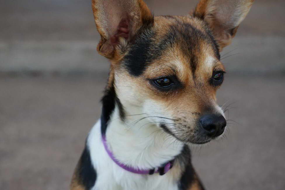 Chi Rat Terrier Mix