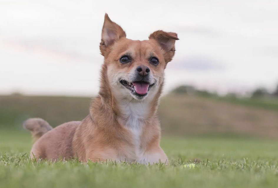 Chihuahua And Terrier Mix Puppies