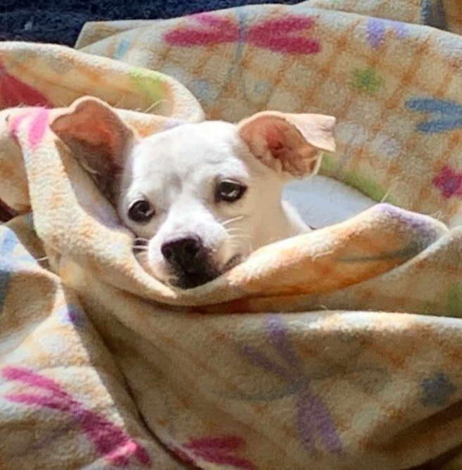 Chihuahua Terrier Mix White