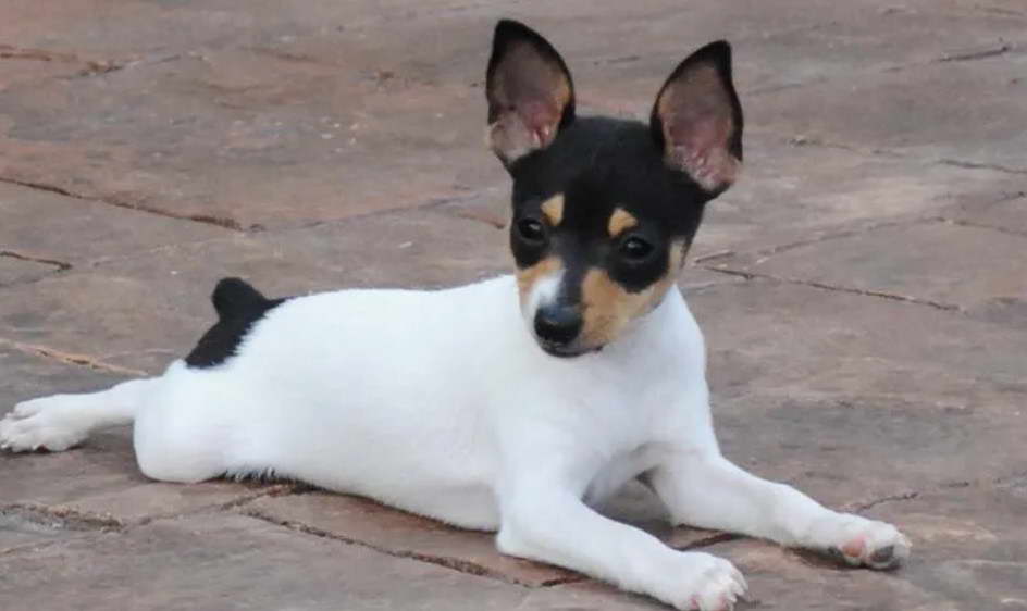 Chilean Fox Terrier