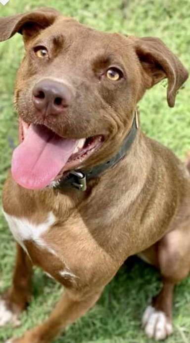 Chocolate Lab Terrier Mix