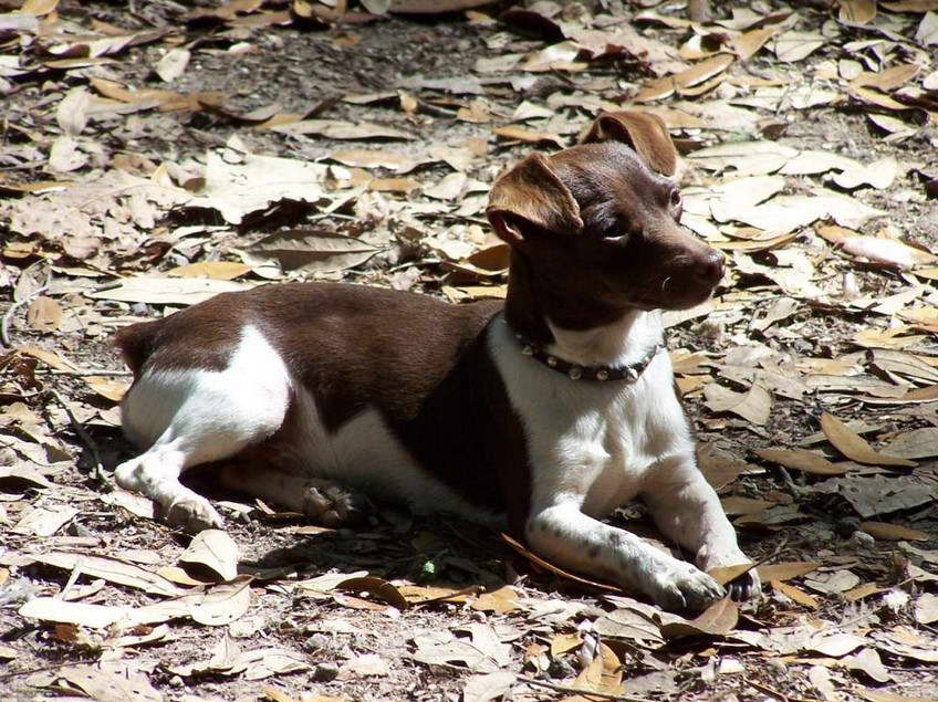 Chocolate Rat Terrier