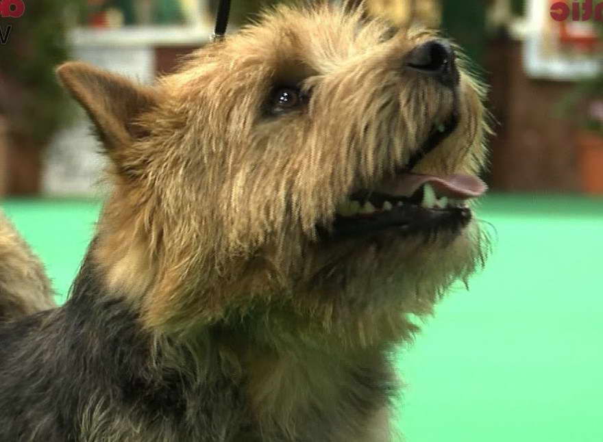 National Dog Show Terrier Group