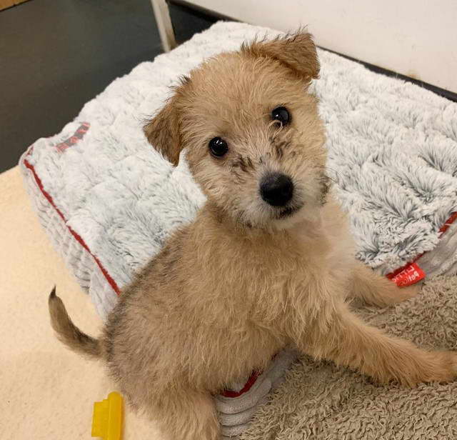 Norfolk Terrier Poodle Mix