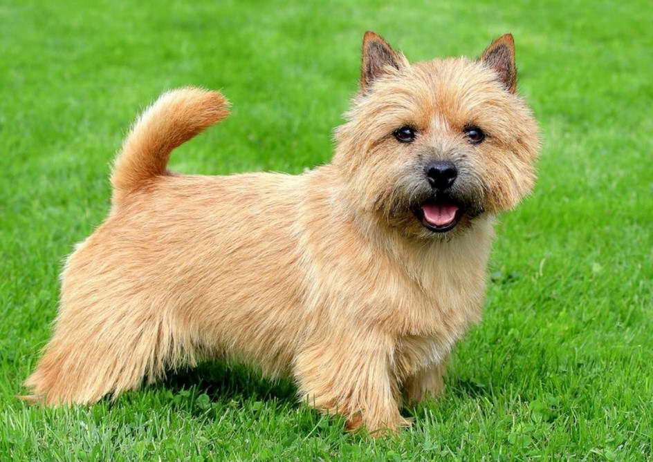 Norwich Terrier Chihuahua Mix