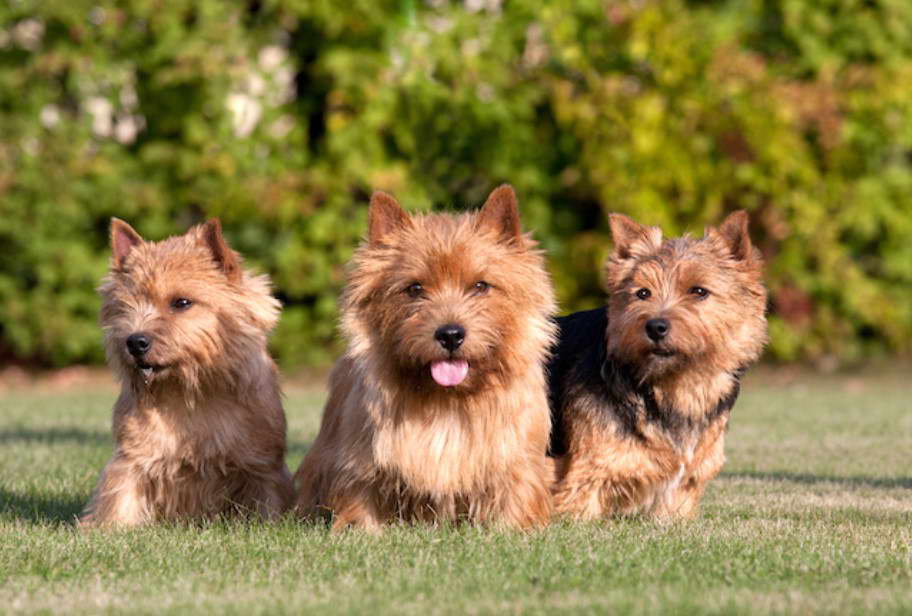 Norwich Terrier vs Norfolk Terrier