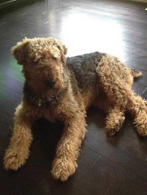 Oorang Airedale Terrier