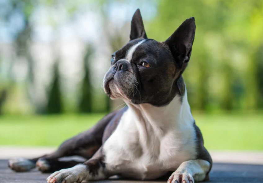 Original Boston Terrier