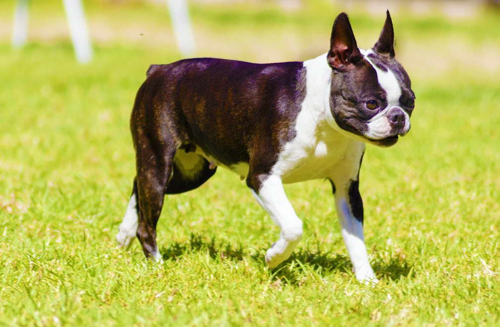 Overweight Boston Terrier