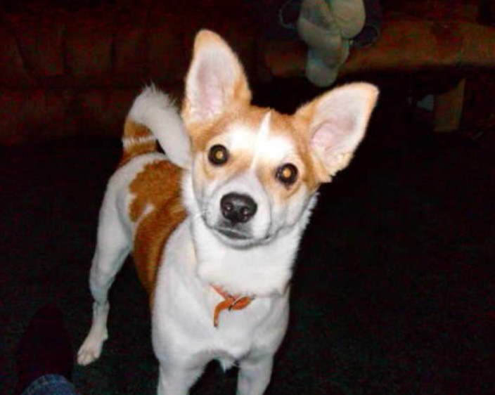 Papillon Rat Terrier Mix