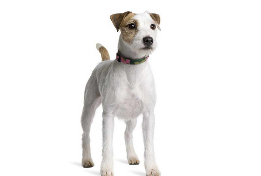 Parson Russell Terrier Price