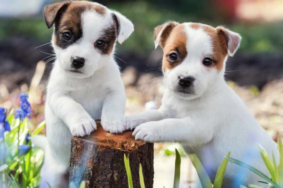 Parson Russell Terrier vs Jack Russell Terrier