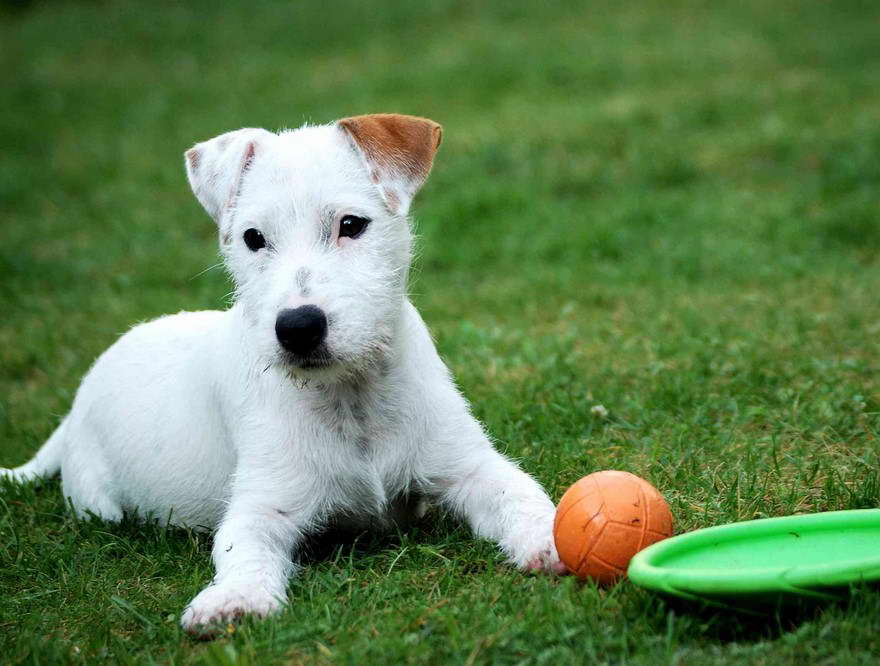 Parsons Terrier For Sale