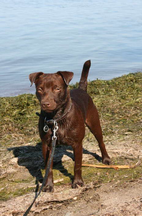 Patterdale Terrier Breeders Near Me