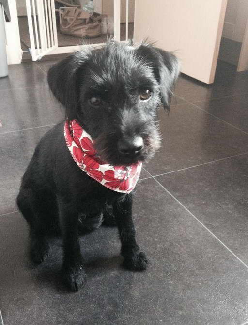 Patterdale Terrier Chihuahua Mix