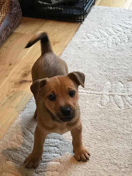 Patterdale Terrier Cross Jack Russell