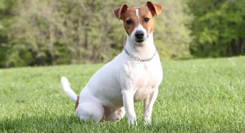 Perro Jack Russell Terrier