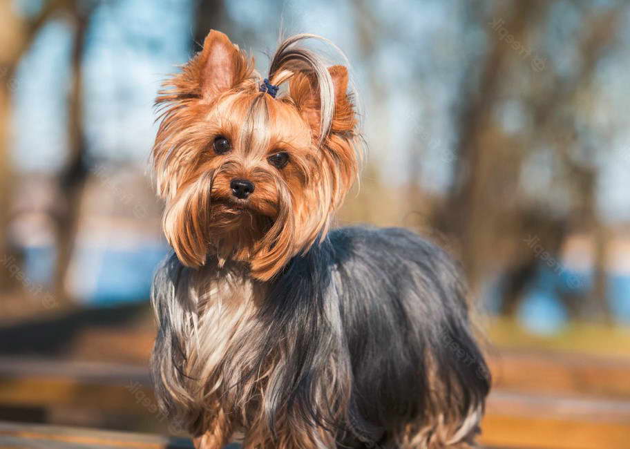 perro yorkshire terrier