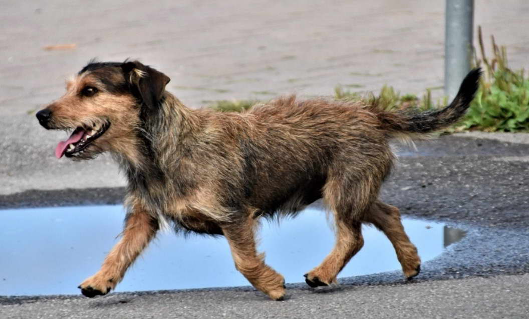 Pictures of Terrier Mix Dogs