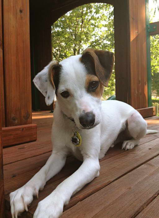 Pit Bull Rat Terrier Mix