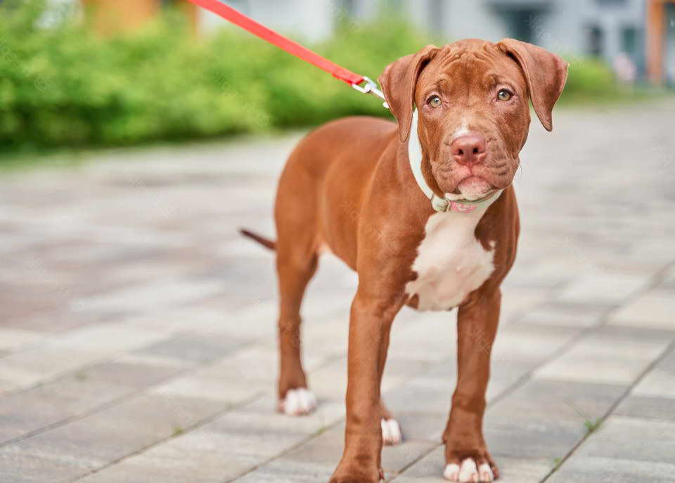 Pitbull Terrier Images