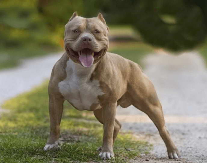 Pocket Pitbull Terrier