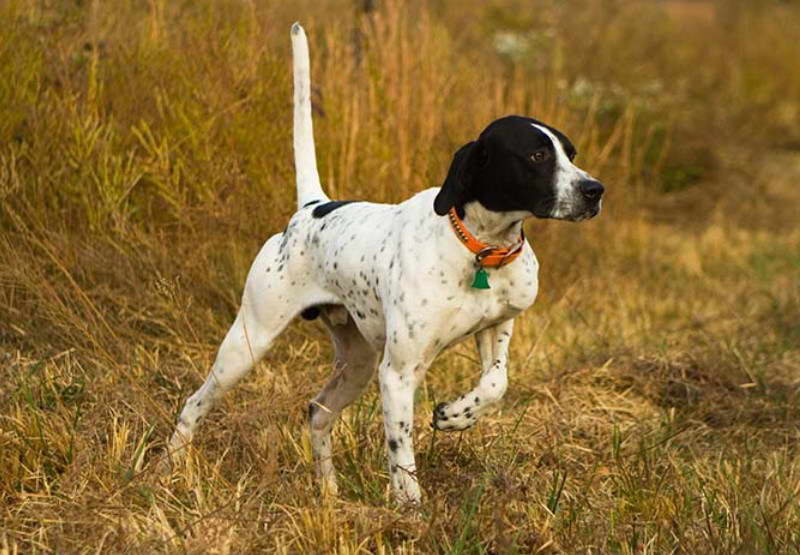 Pointer Jack Russell Terrier Mix